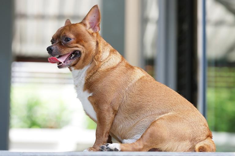 Causas e consequências da obesidade em cães e gatos