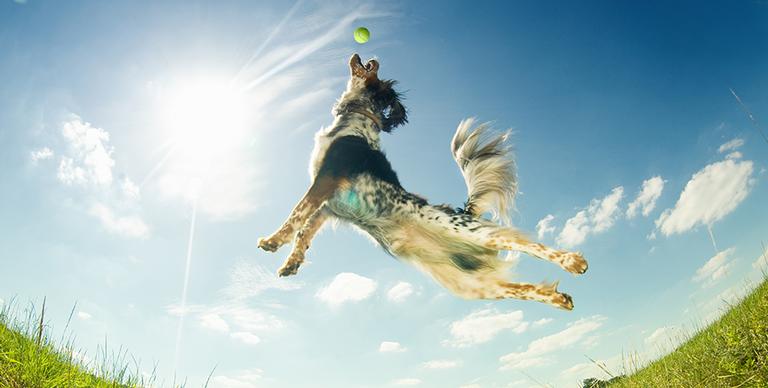 Confira os benefícios das atividades para pets e saiba como incentivar a prática