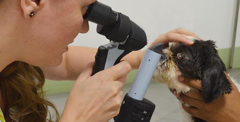 Cuidado com os olhos do pet!