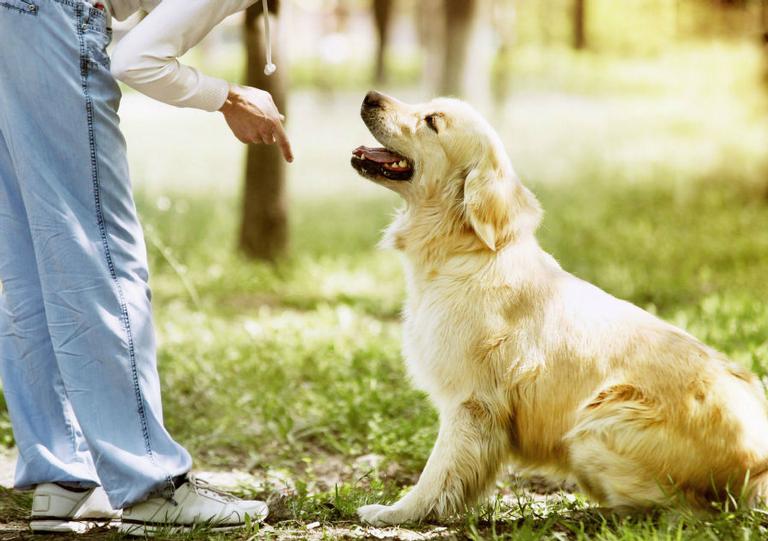 Treine seu cão em casa