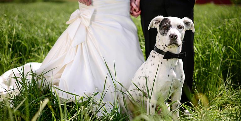Vai casar? Não deixe de incluir seu pet na cerimônia