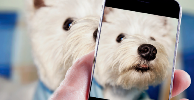 Dia de modelo: veja como conseguir bons registros dos pets