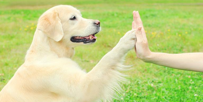 Saiba como adestrar seu cachorro