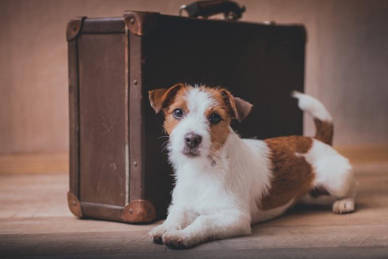 Como avaliar se um hotel é bom pra cachorro?