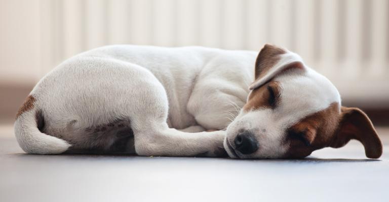 Sono à prova de pets
