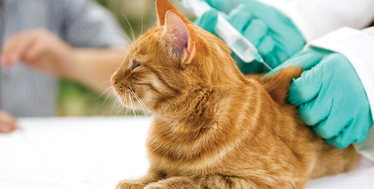Saiba como proteger seu pet no inverno