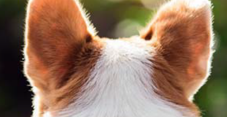 3 sinais de que seu cão está com dor de ouvido