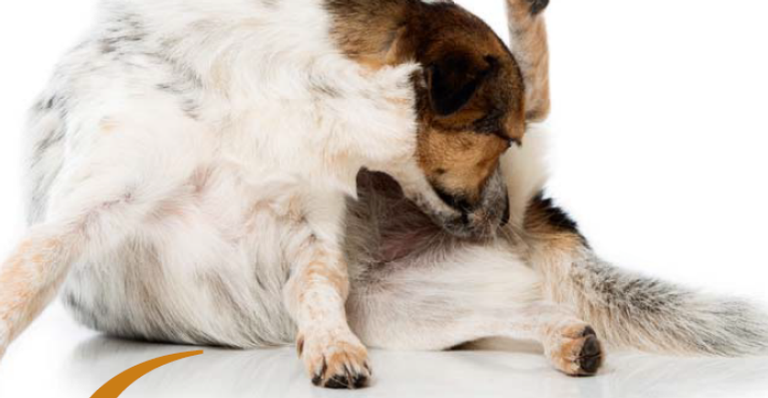 6 sinais de que seu pet está com vermes