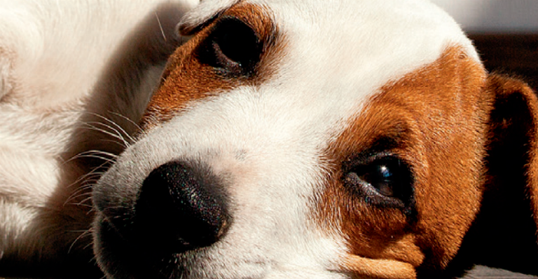 Depressão canina