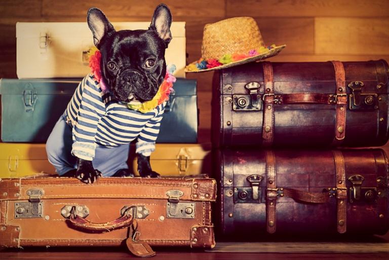 Todos os cuidados para proteger seu cãozinho nas férias