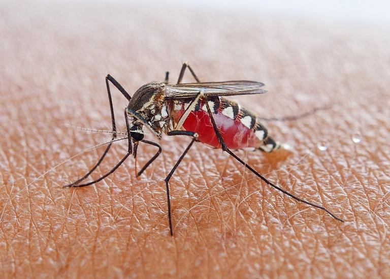 7 coisas que você precisa saber sobre a febre amarela