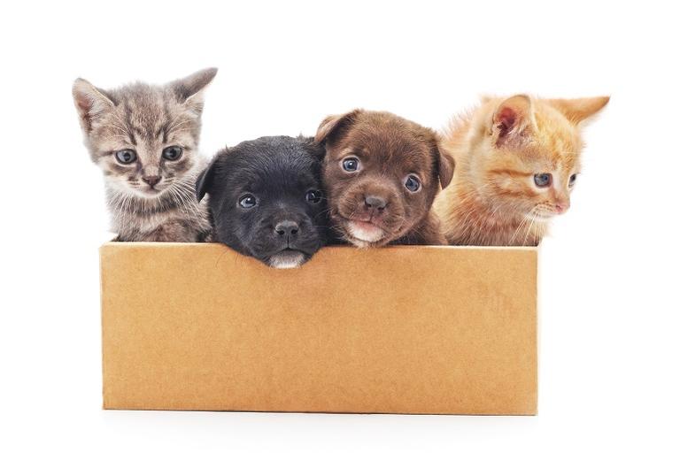 Tudo o que você precisa saber antes de adotar um pet