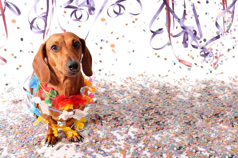 Dicas para curtir o Carnaval com seu bichinho