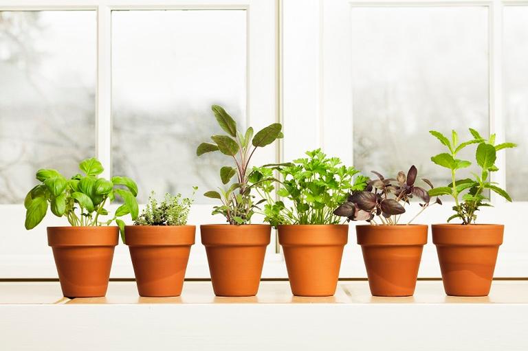 Passo a passo para cultivar uma horta em casa