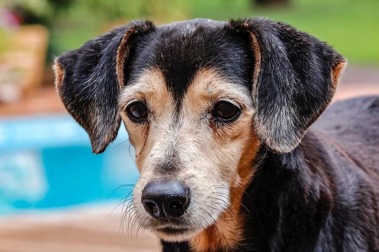 6 hábitos que você deve adotar para o seu pet envelhecer com saúde