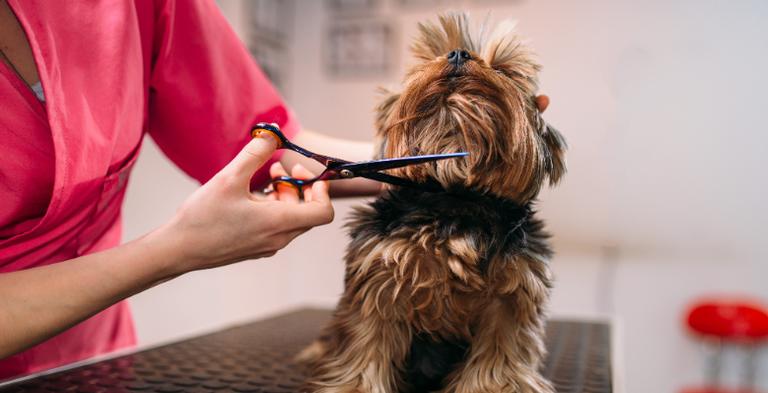 Seu pet também sofre com o calor! Saiba como cuidar de animais de estimação durante o verão