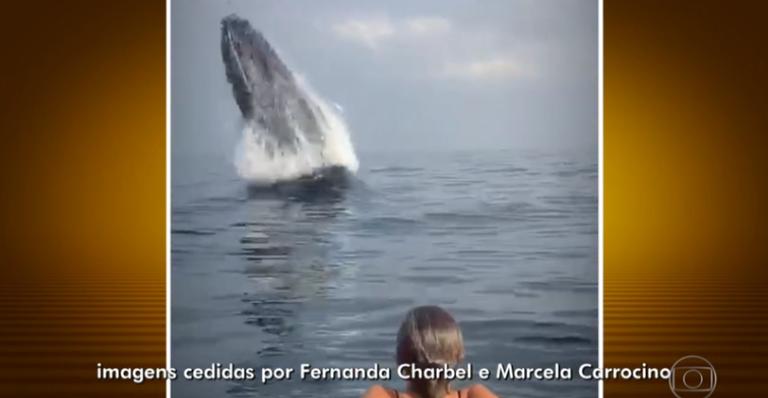 Baleia jubarte é flagrada no Rio de Janeiro e choca banhistas; Veja vídeo